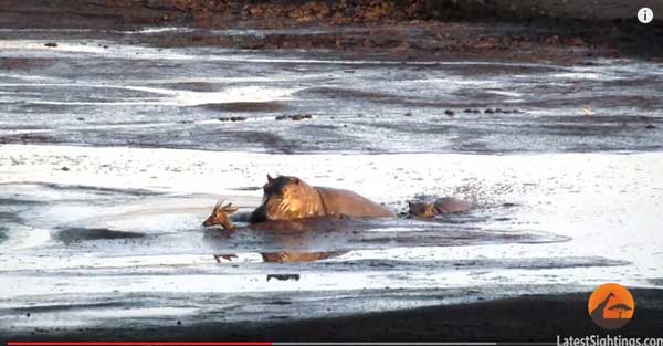 วิดีโอนาทีที่ ฮิปโป สังหาร ละมั่ง หลังจากหนีสิงโตลงมาติดในบ่อโคลน