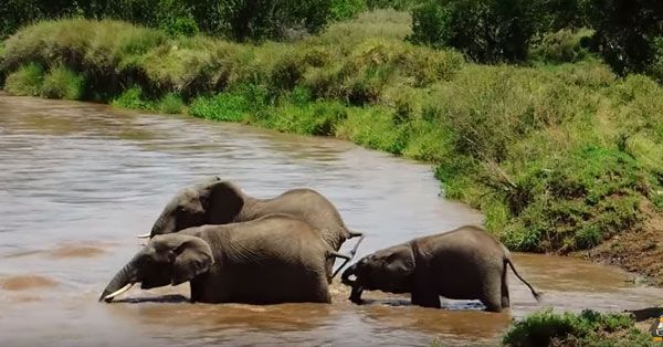 ความรักของแม่ช้างยิ่งใหญ่นัก ช้างน้อยจึงรอดจากการจมน้ำ
