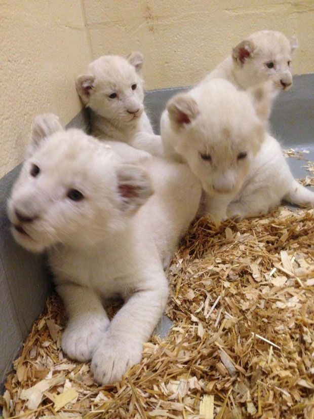 คลิป ลูกสิงโตขาว สายพันธุ์หายาก น่ารักสุดๆ 