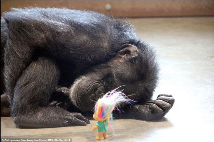 สุดสะเทือนใจ ลิงชิมแปนซีเลี้ยงตุ๊กตาดั่งลูก หลังถูกมนุษย์พรากลูกแท้ๆไปหมด
