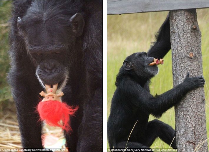 สุดสะเทือนใจ ลิงชิมแปนซีเลี้ยงตุ๊กตาดั่งลูก 
