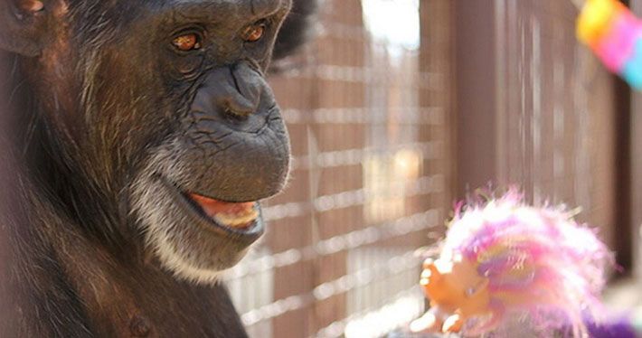 สุดสะเทือนใจ ลิงชิมแปนซีเลี้ยงตุ๊กตาดั่งลูก 