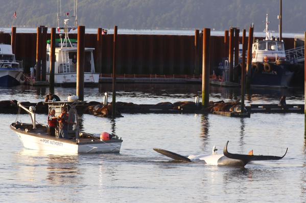 สหรัฐฯ นำหุ่นวาฬเพชฌฆาตไล่ฝูงสิงโตทะเล ยึดท่าเรือเป็นที่อาบแดด
