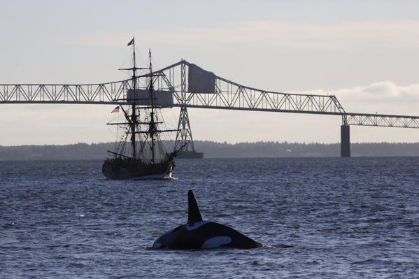 สหรัฐฯ นำหุ่นวาฬเพชฌฆาตไล่ฝูงสิงโตทะเล