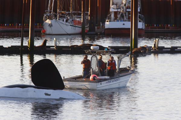 สหรัฐฯ นำหุ่นวาฬเพชฌฆาตไล่ฝูงสิงโตทะเล ยึดท่าเรือเป็นที่อาบแดด