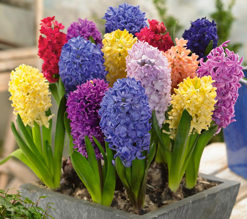 ตำนาน Hyacinths ดอกไม้แห่งรักที่ยิ่งใหญ่และหยาดน้ำตา