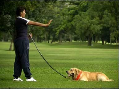 การฝึกสุนัขให้หมอบ